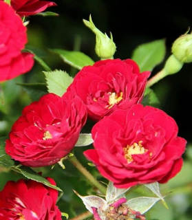 Rosa ‘Rote The Fairy’